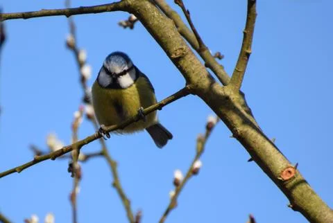Blue Tit Perching Stock Photos