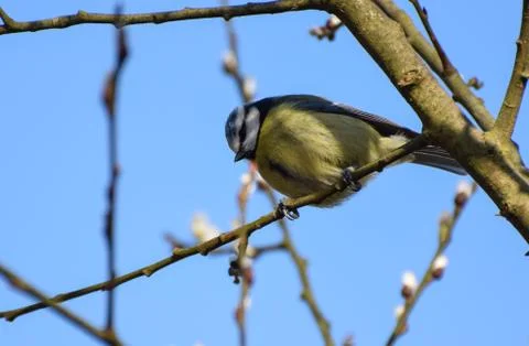 Blue Tit Perching Stock Photos