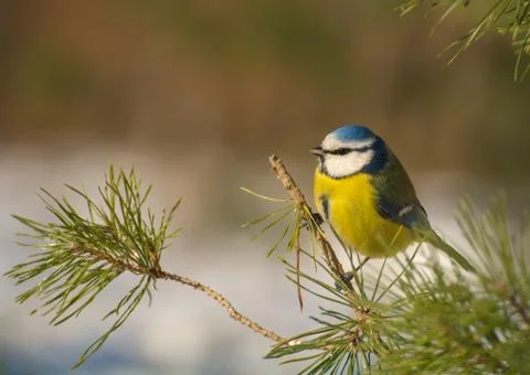 Blue tit Stock Photos