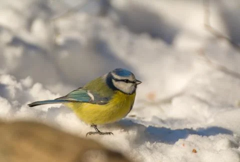 Blue tit Stock Photos