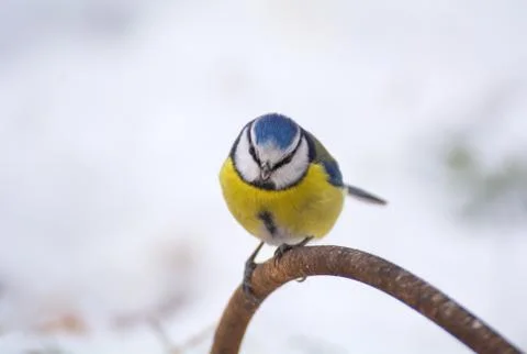 Blue tit Stock Photos
