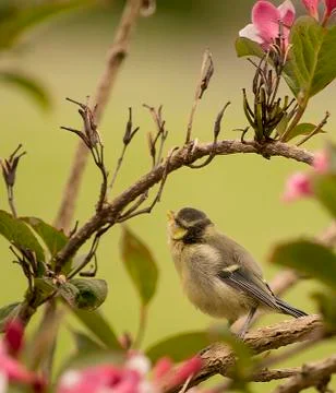 Blue tit Stock Photos