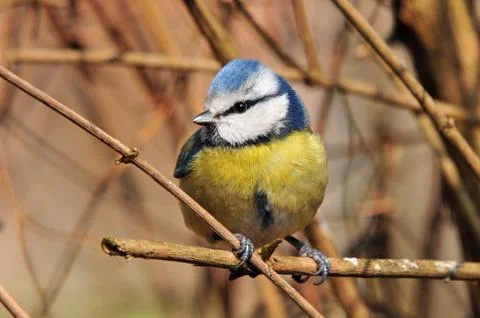 Blue tit Foto stock