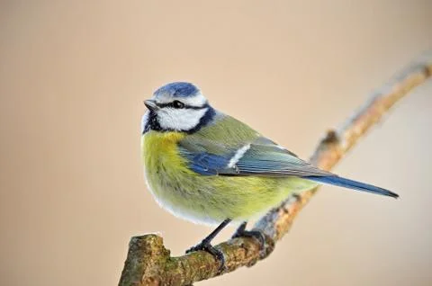 Blue tit Stock Photos