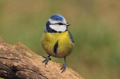 Blue tit Foto stock