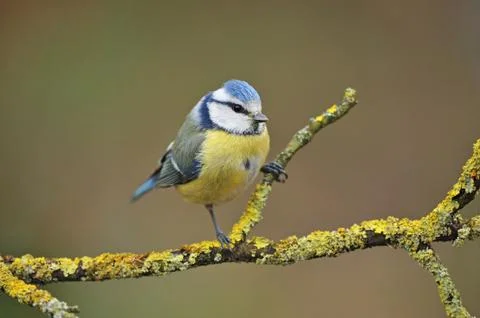 Blue tit Stock Photos