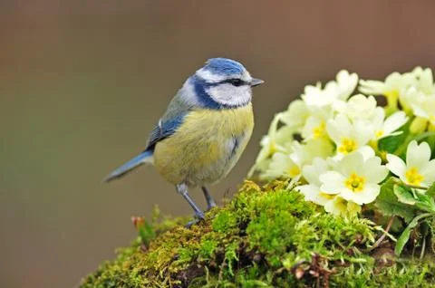 Blue tit Stock Photos