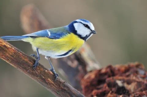 Blue tit Stock Photos
