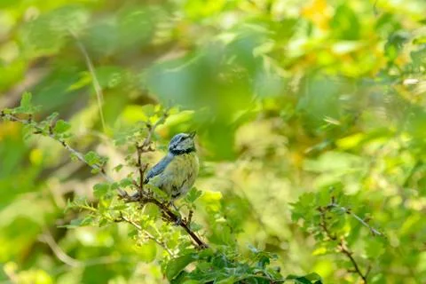 Blue tit Stock Photos