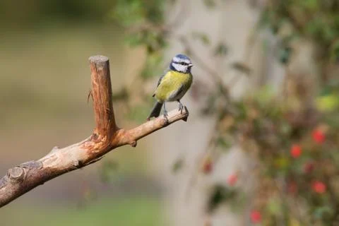 Blue Tit Stock Photos
