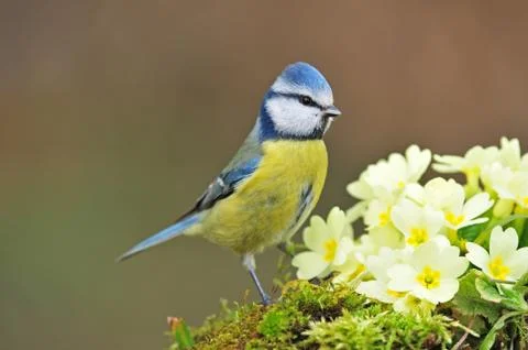Blue tit Stock Photos
