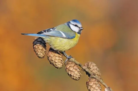 Blue tit Stock Photos