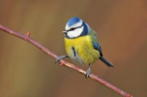 Blue tit Stock Photos