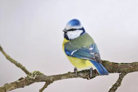 Blue tit Stock Photos