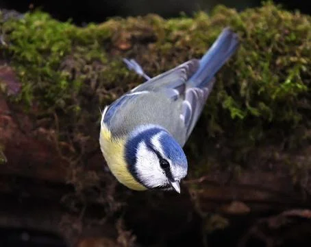 Blue Tit Фото
