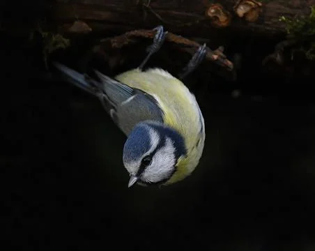 Blue Tit Фото