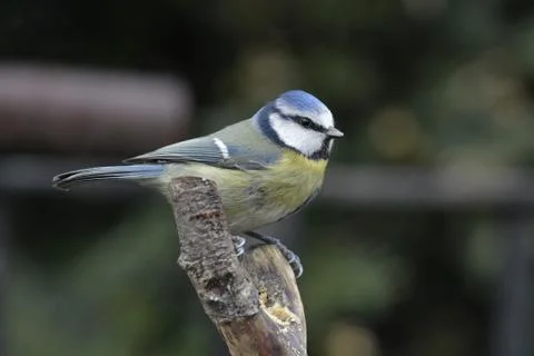 Blue Tit Фото