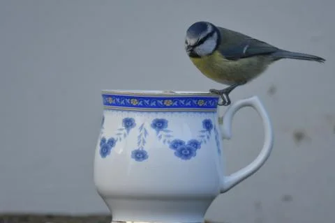 Blue Tit Фото