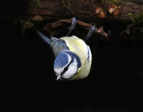 Blue Tit Фото