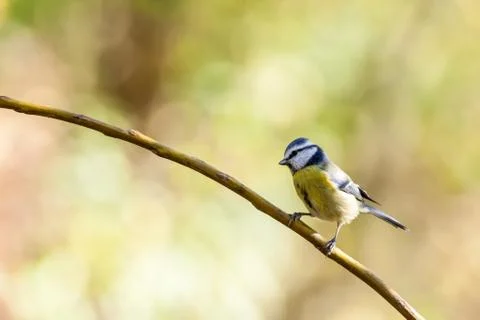 Blue tit Stock Photos