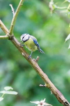 Blue tit Stock Photos