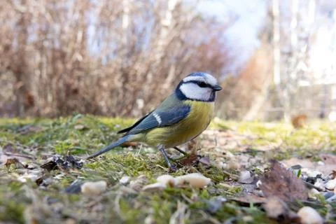 Blue Tit Stock Photos