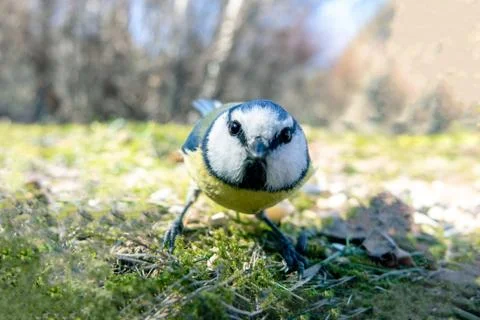 Blue Tit Stock Photos
