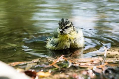 An blue tit Stock Photos