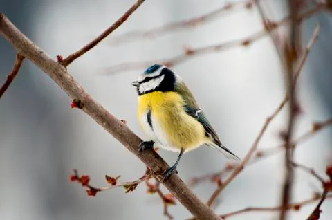 Blue Tit Stock Photos