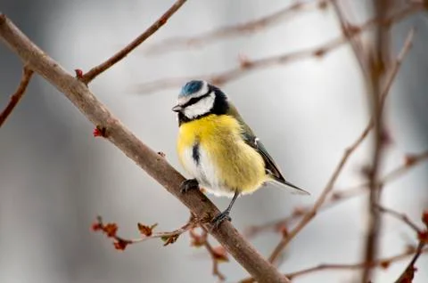 Blue Tit Stock Photos