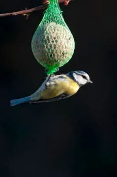 Blue Tit Stock Photos