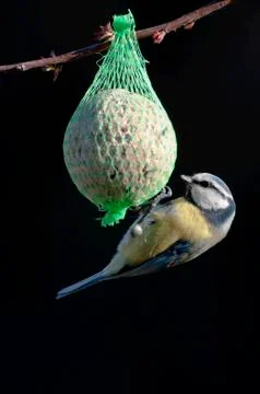 Blue Tit Fotos de archivo