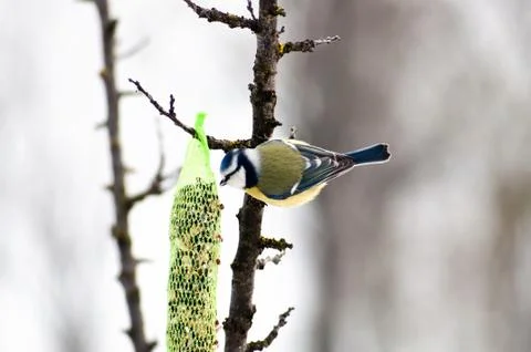 Blue tit Stock Photos