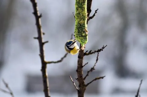 Blue tit Stock Photos