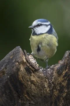 Blue Tit Foto stock
