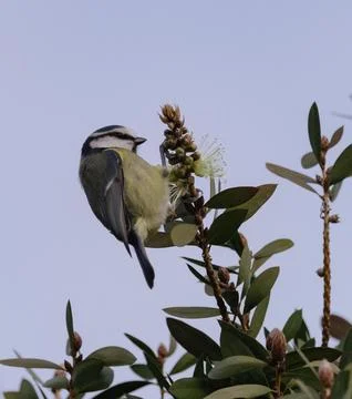 Blue tit Stock Photos