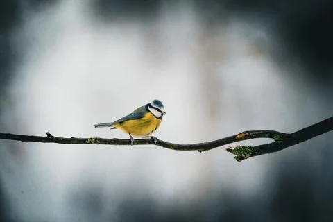 Blue tit Stock Photos