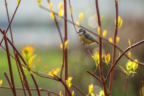 Blue tit Stock Photos