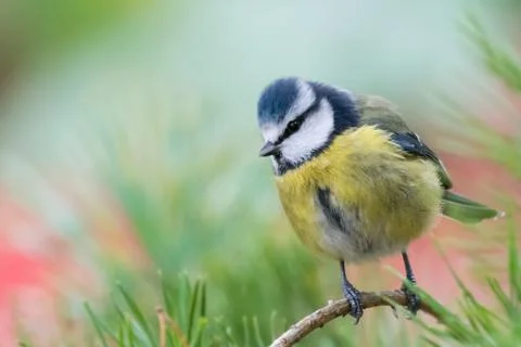 Blue tit pine tree Foto stock