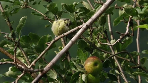 Blue tit preening in apple tree Stock Footage 311006296