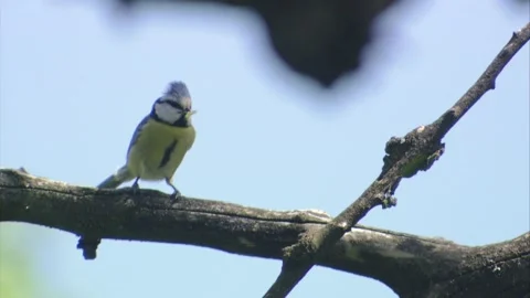 Blue tit with prey in its beak Stock Footage 307288446
