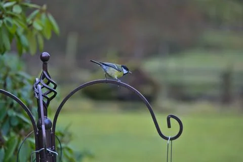 Blue Tit ready to feed Stock Photos