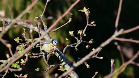 Blue tit search feed on the apple tree, spring Stock Footage 143192031