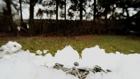 Blue tit search feed in snow, fisheye lens Stock Footage 120170197