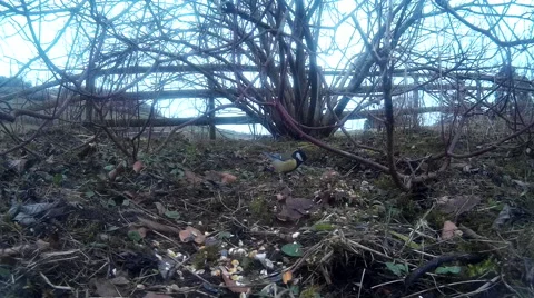 Blue tit in shrubbery 01 Stock Footage 47213664