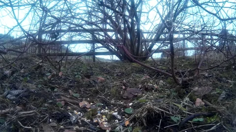 Blue tit in shrubbery 02 Video stock 47209144