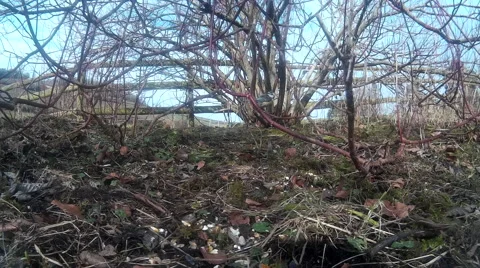 Blue tit in shrubbery 03 Video stock 47208239