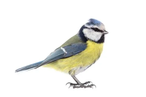 Blue tit from the side Stock Photos