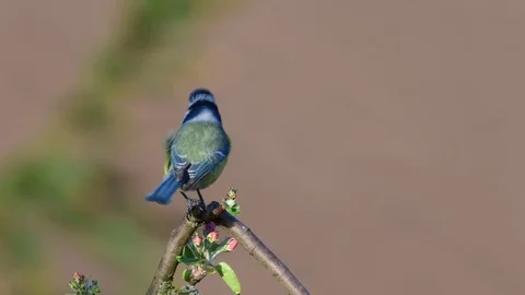 Blue tit sing from the apple tree, spring Stock Footage 96492203