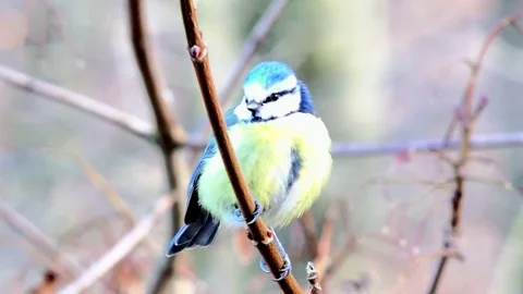 BLUE TIT SINGING AND TAKING OFF BRANCH Stock Footage